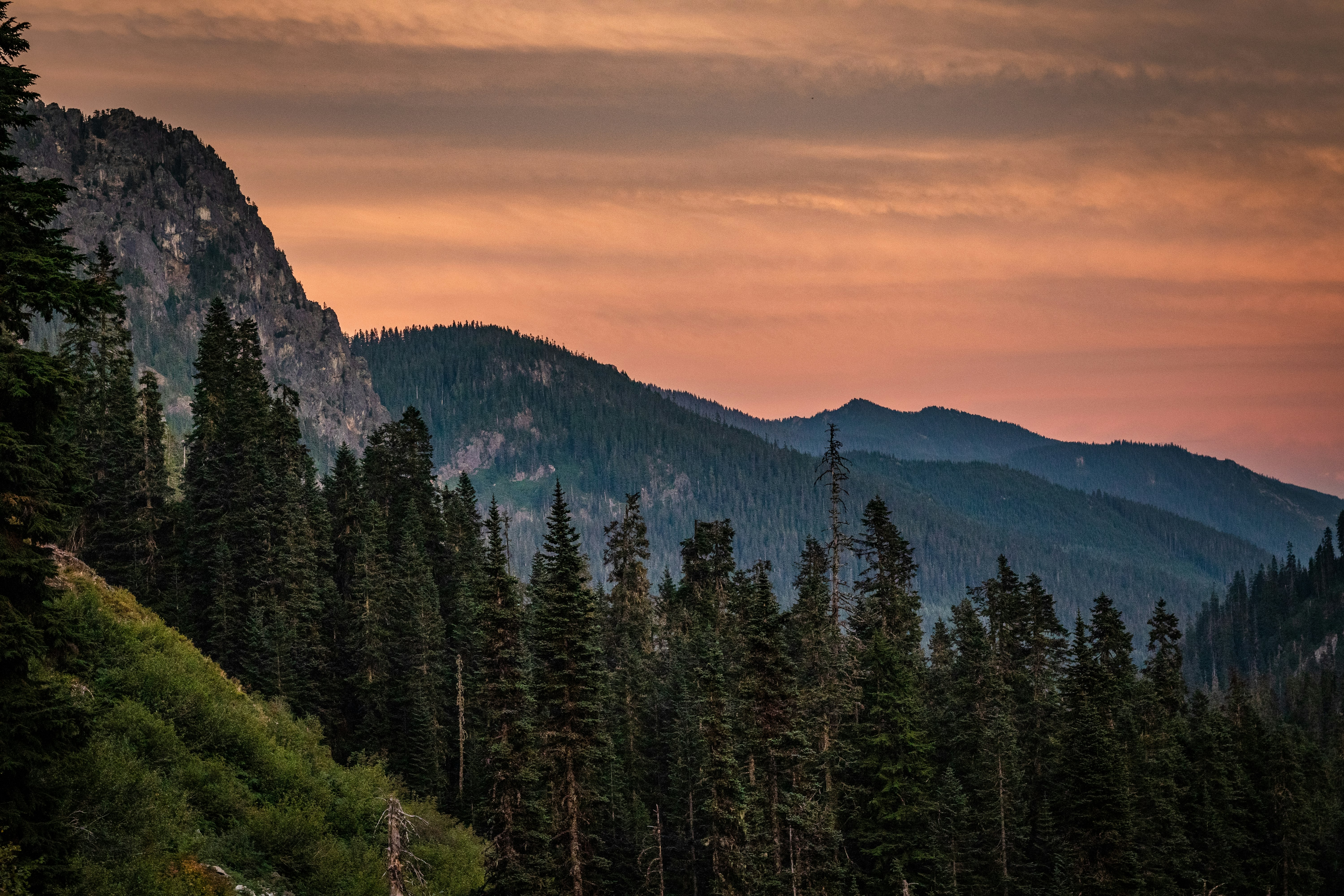 green pine trees on mountain during daytime